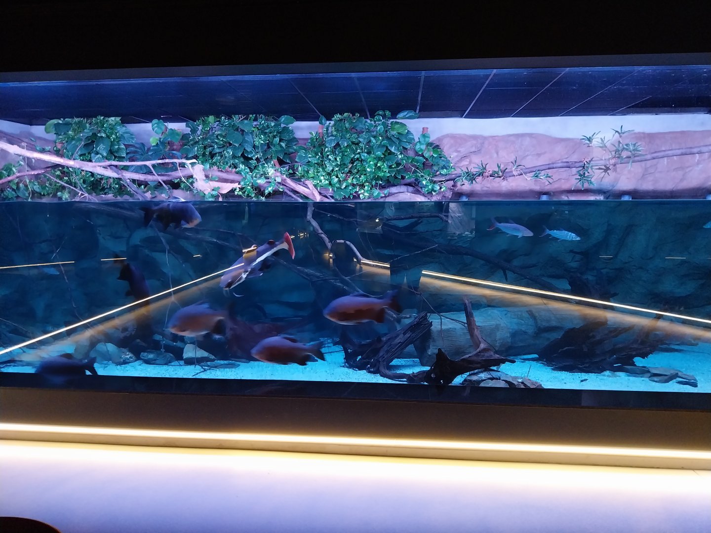 Egzotarium Sosnowiec - Pacu & Redtailed Catfish aquarium
