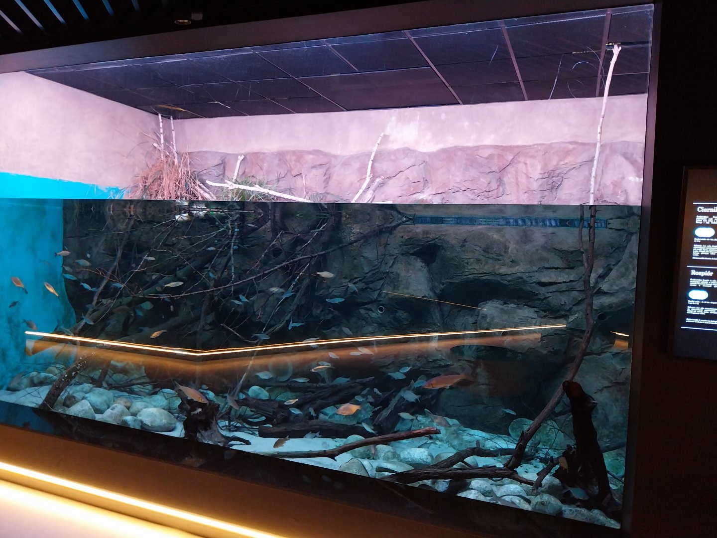 Egzotarium Sosnowiec - Polish river community aquarium