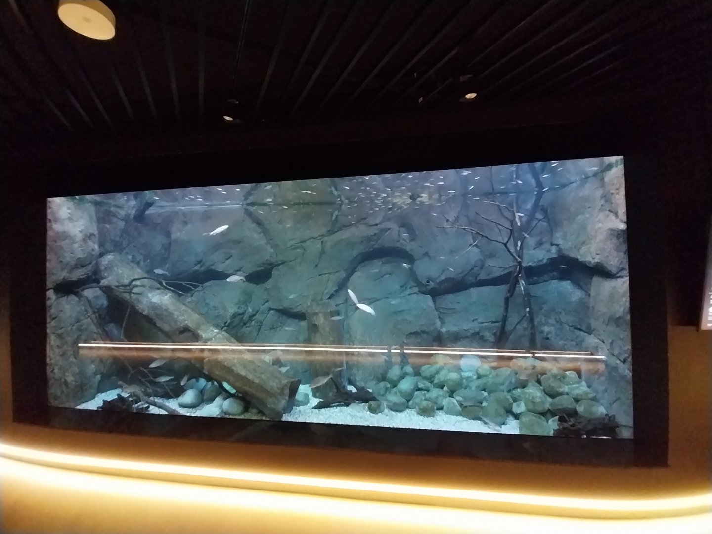 Egzotarium Sosnowiec - Polish Rivers