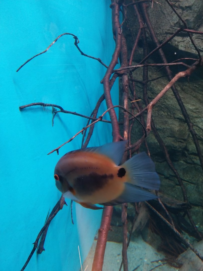 Egzotarium Sosnowiec - South America Cichlids - Uaru (Uaru amphoacantoides)