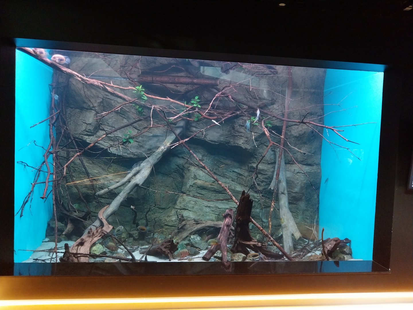 Egzotarium Sosnowiec - South America Cichlids