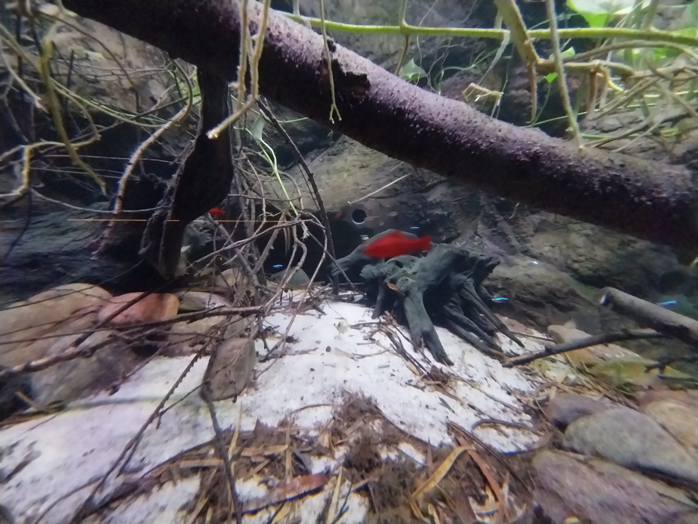 Egzotarium Sosnowiec - South America Tetra and Catfish aquarium - Red Coral Platy