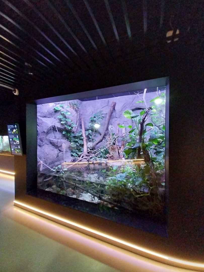 Egzotarium Sosnowiec - South America Tetra and Catfish aquarium