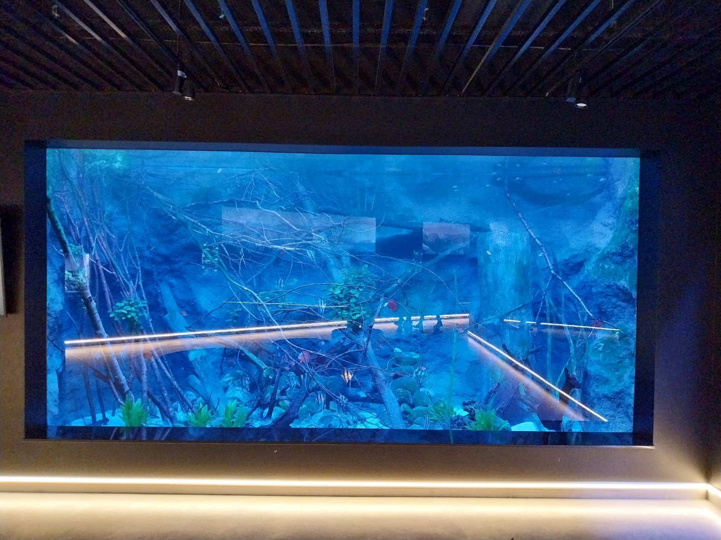 Egzotarium Sosnowiec - South American tetra aquarium