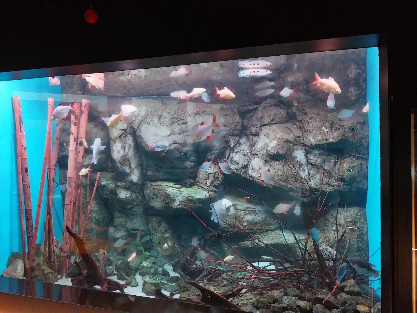 Egzotarium Sosnowiec - Southeast Asia aquarium