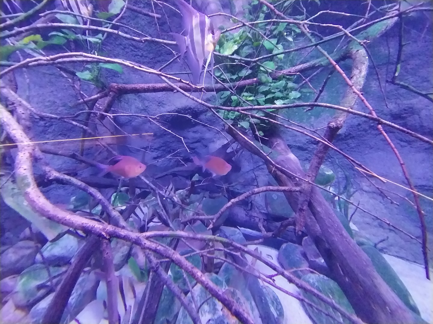 Egzotarium Sosnowiec - Sputh American tetra aquarium - Bloodspot Tetra (Hyphessobrycon erythrostigma)