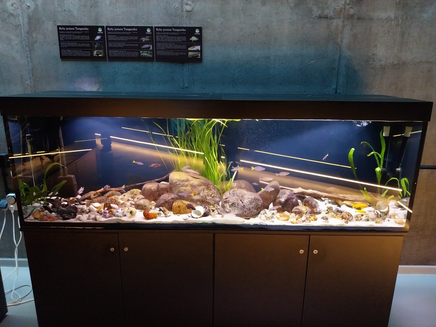 Egzotarium Sosnowiec - Tanganyika aquarium