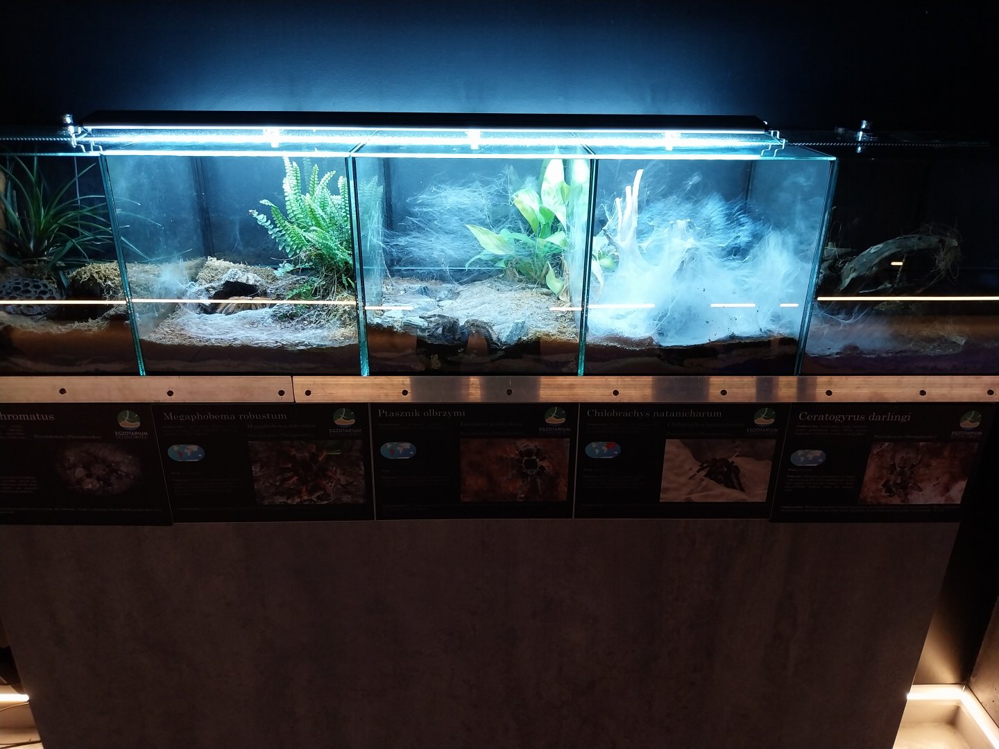 Egzotarium Sosnowiec - Tarantula species