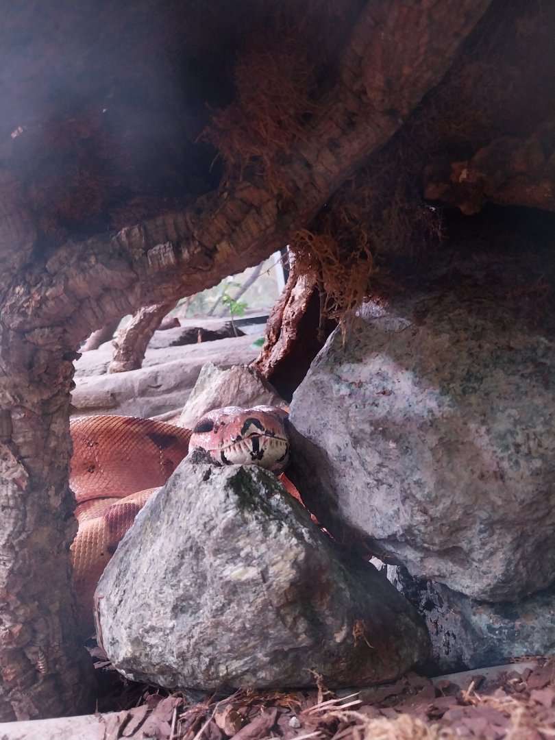 Egzotarium Sosnowiec - the Tropics - Boa Constrictor (Boa constrictor)