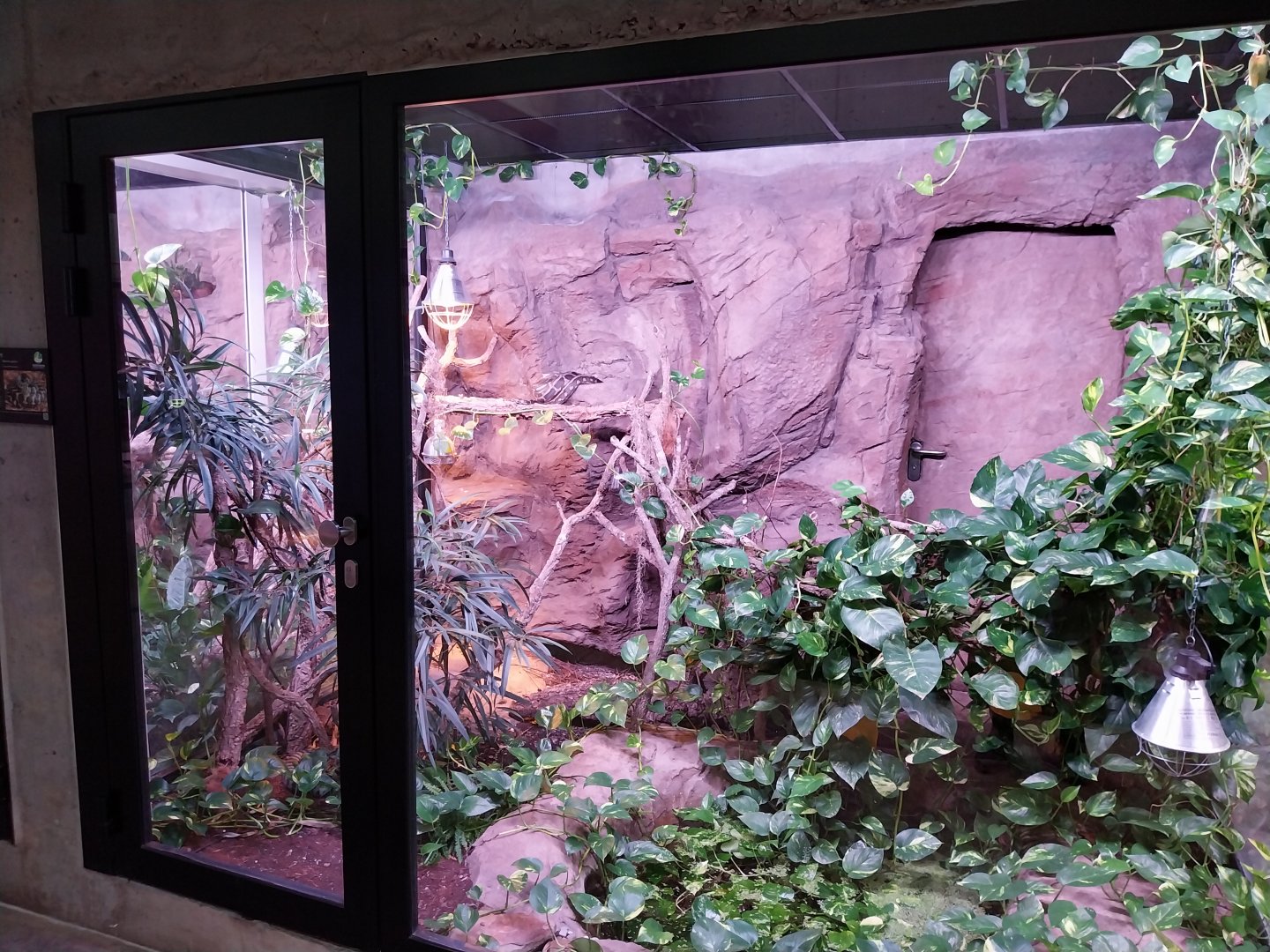 Egzotarium Sosnowiec - the Tropics - Carpet Python (Morelia spilota) exhibit