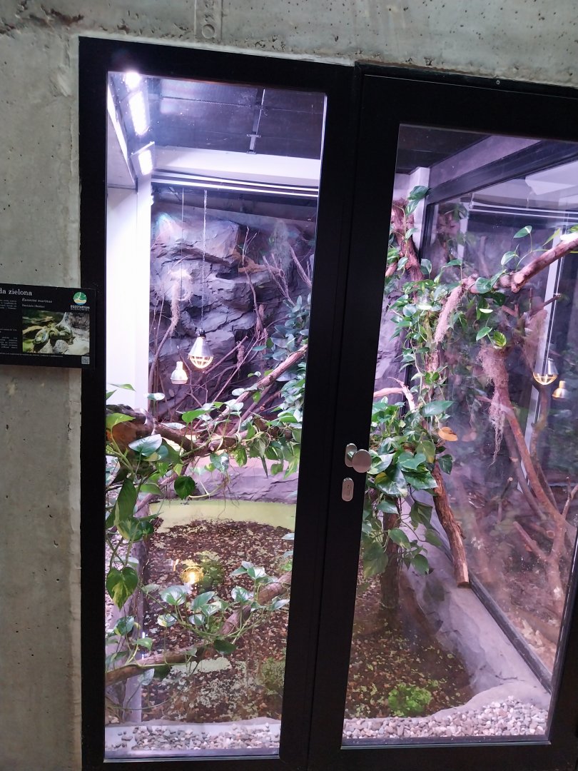 Egzotarium Sosnowiec - the Tropics - Common anaconda (Eunectes murinus) exhibit