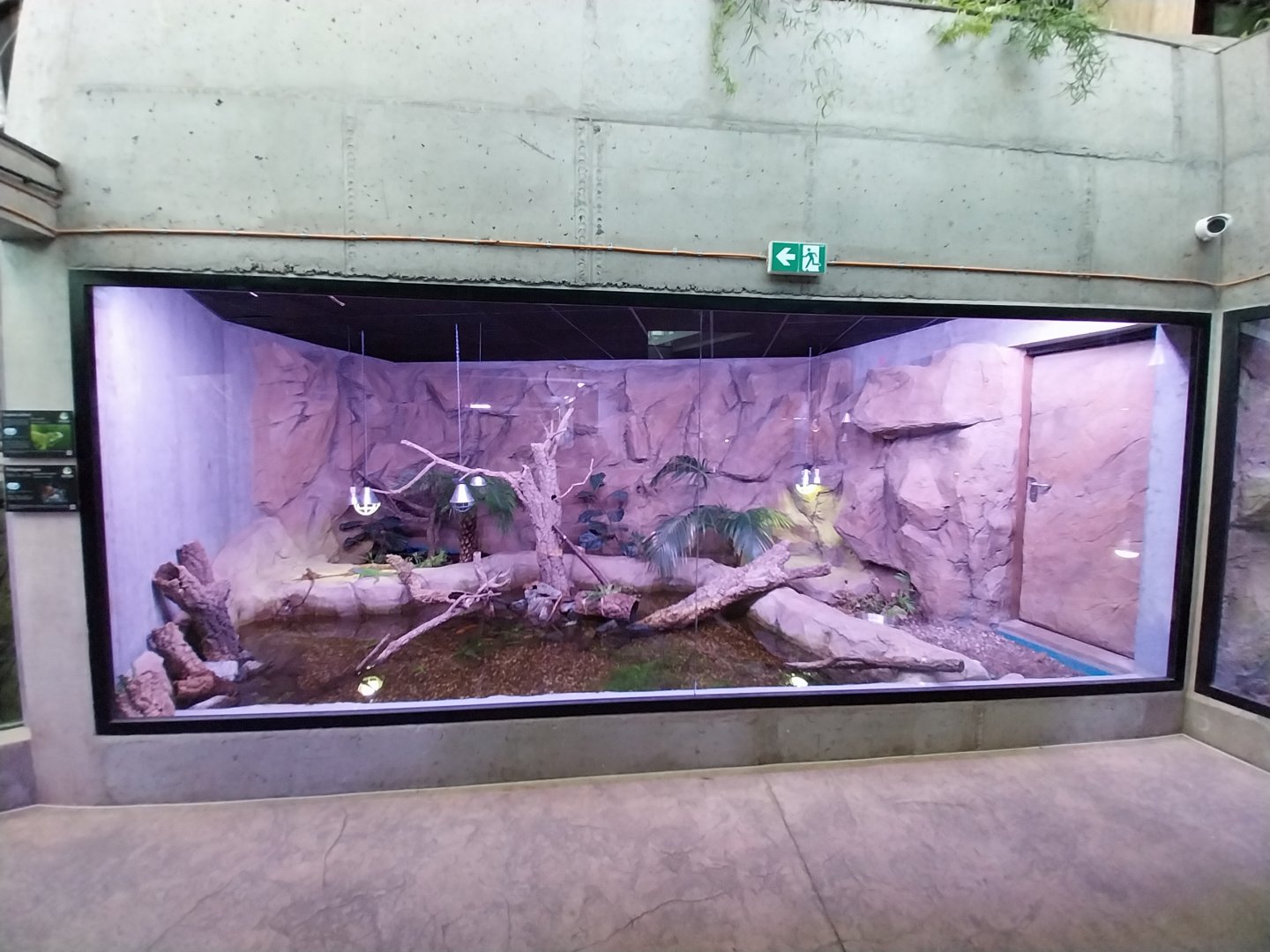 Egzotarium Sosnowiec - the Tropics - Common Iguana (Iguana iguana) and Midas Cichlid (Amphilopus critinellus) exhibit