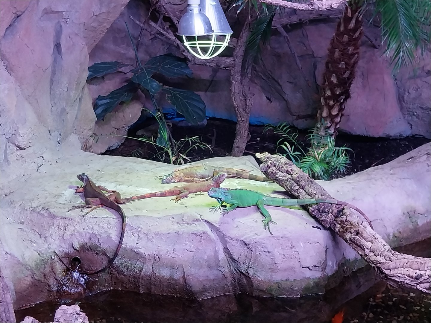 Egzotarium Sosnowiec - the Tropics - Common Iguana (Iguana iguana)