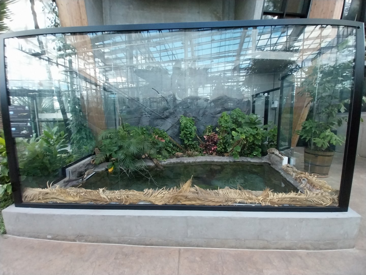 Egzotarium Sosnowiec - the Tropics - Four-eyed fish (Anableps anableps) and Pig-nosed Turtle (Caretochelys insclupta) exhibit