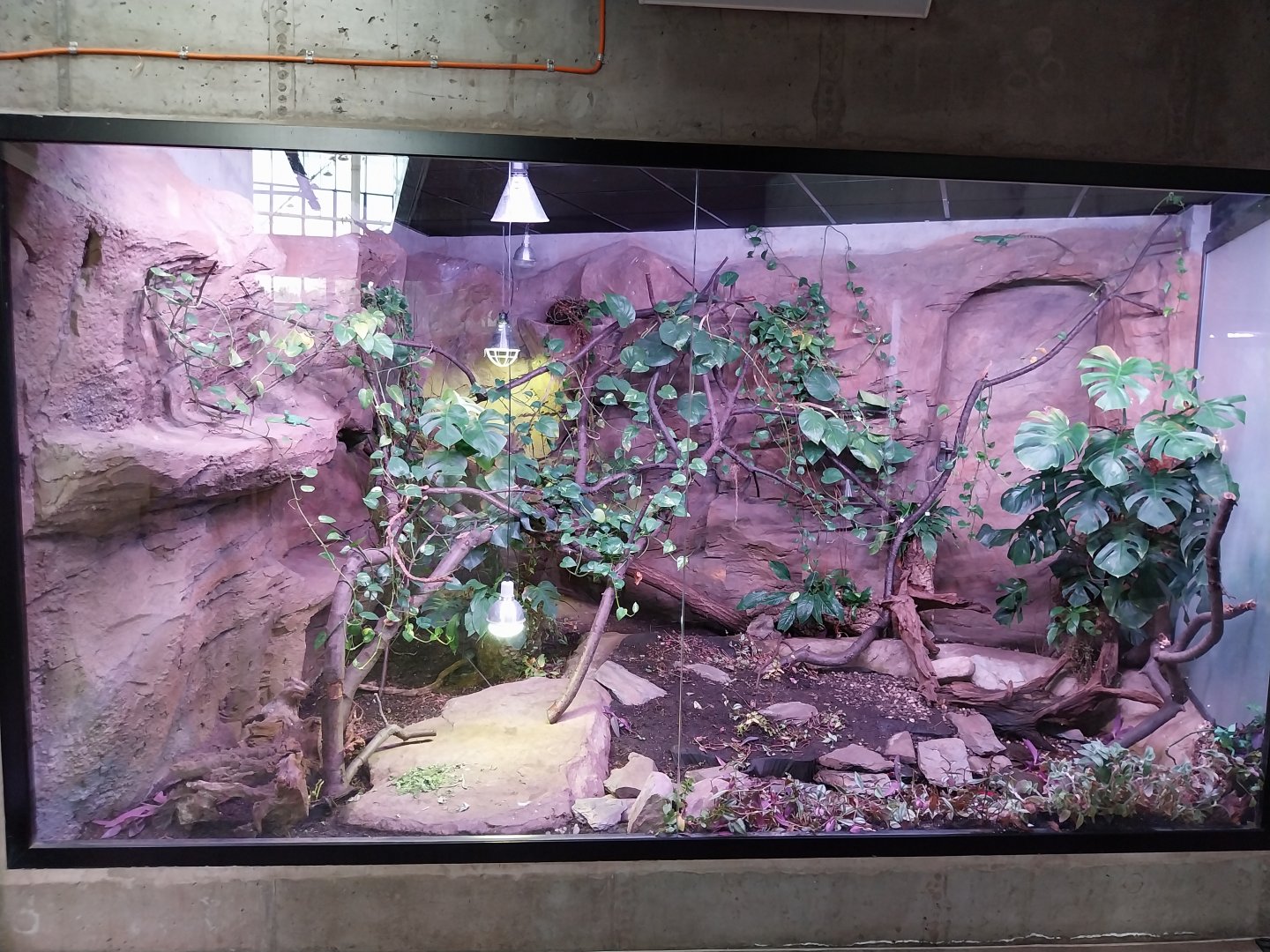 Egzotarium Sosnowiec - the Tropics - Green Basilisk (Basiliscus plumifrons) and Red-footed Tortoise (Chelonoidis carbonarius) exhibit