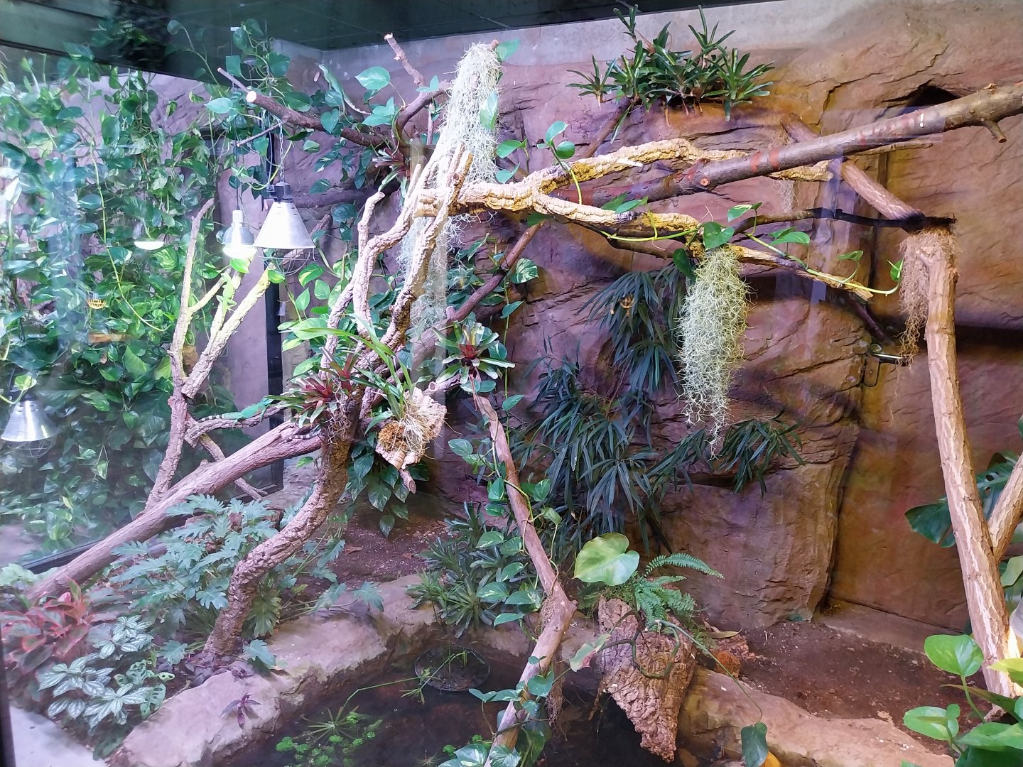 Egzotarium Sosnowiec - the Tropics - Indochinese Water Dragon (Physignathus cocincinus) and Common Musk Turtle (Sternotherus odoratus) exhibit