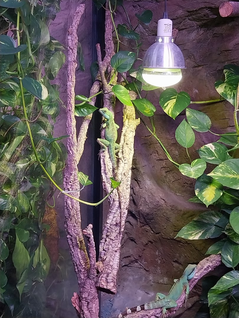 Egzotarium Sosnowiec - the Tropics - Indochinese Water Dragon (Physignathus cocincinus)