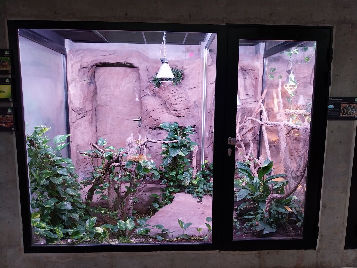 Egzotarium Sosnowiec - the Tropics - Rainbow Boa (Epicrates cenchria) exhibit