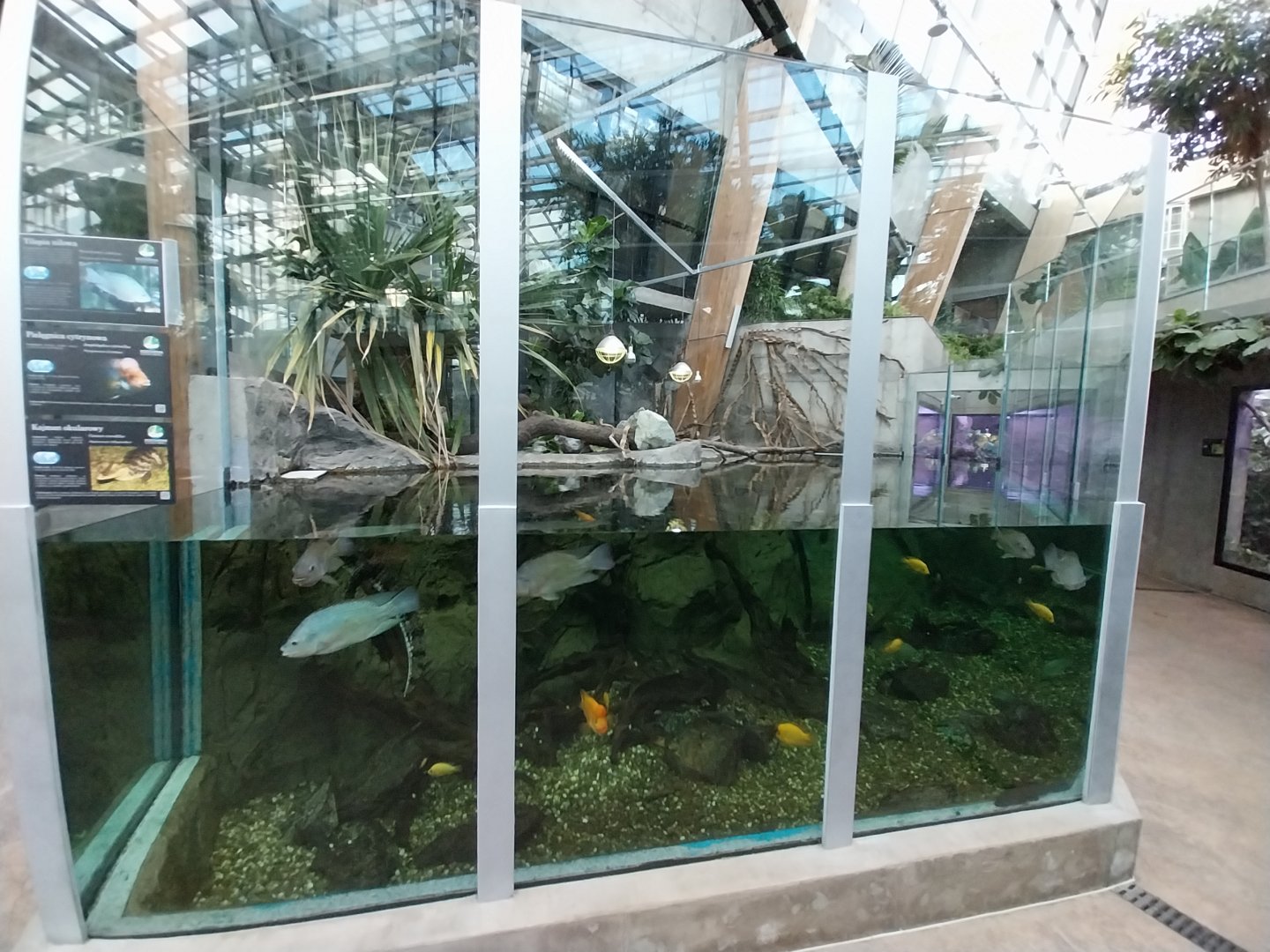 Egzotarium Sosnowiec - the Tropics - Spectacled Caiman (Caiman crocodilus) exhibit