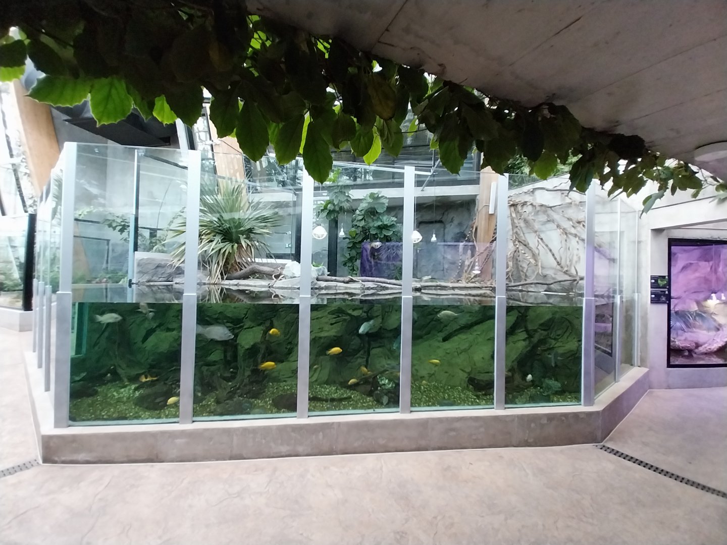 Egzotarium Sosnowiec - the Tropics - Spectacled Caiman (Caiman crocodilus) exhibit