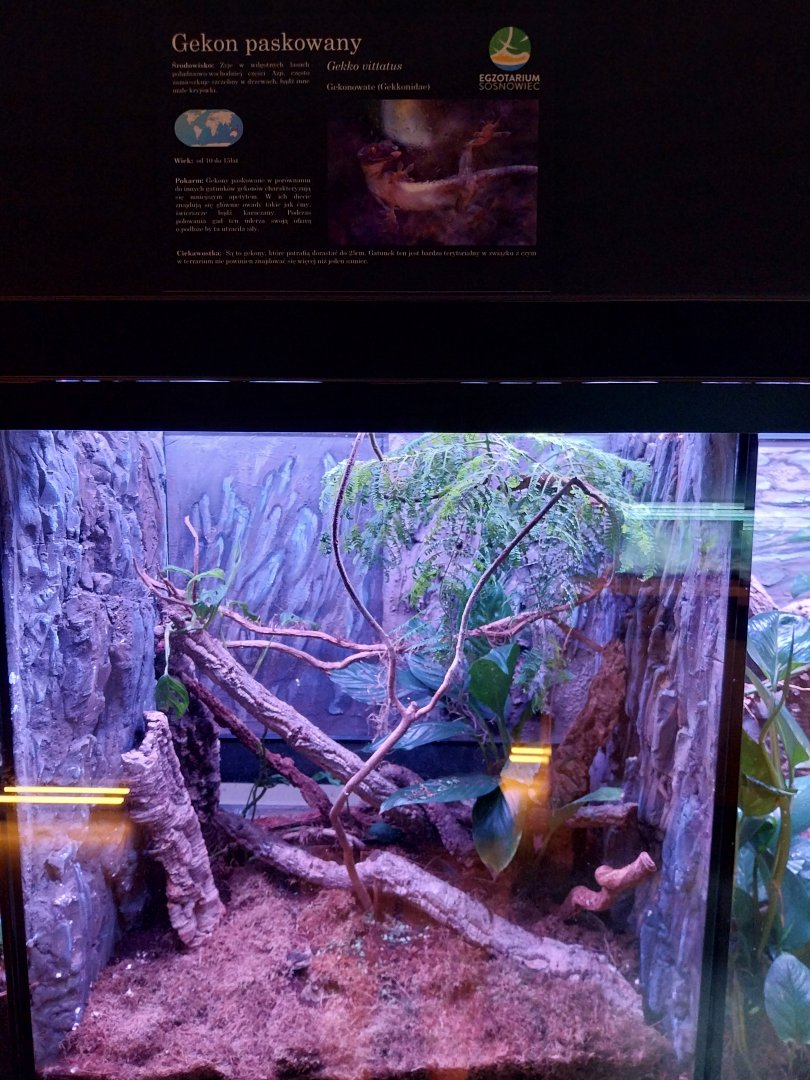 Egzotarium Sosnowiec - White-striped Gecko (Gekko vittatus) terrarium