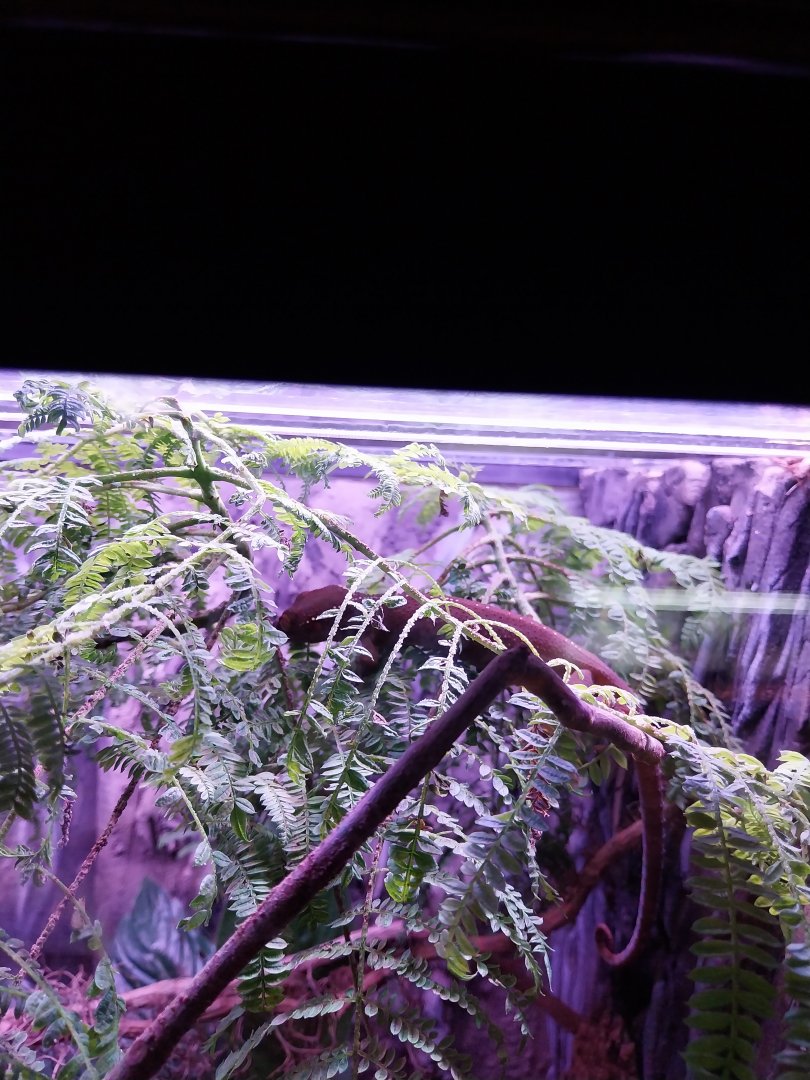 Egzotarium Sosnowiec - White-striped Gecko (Gekko vittatus)