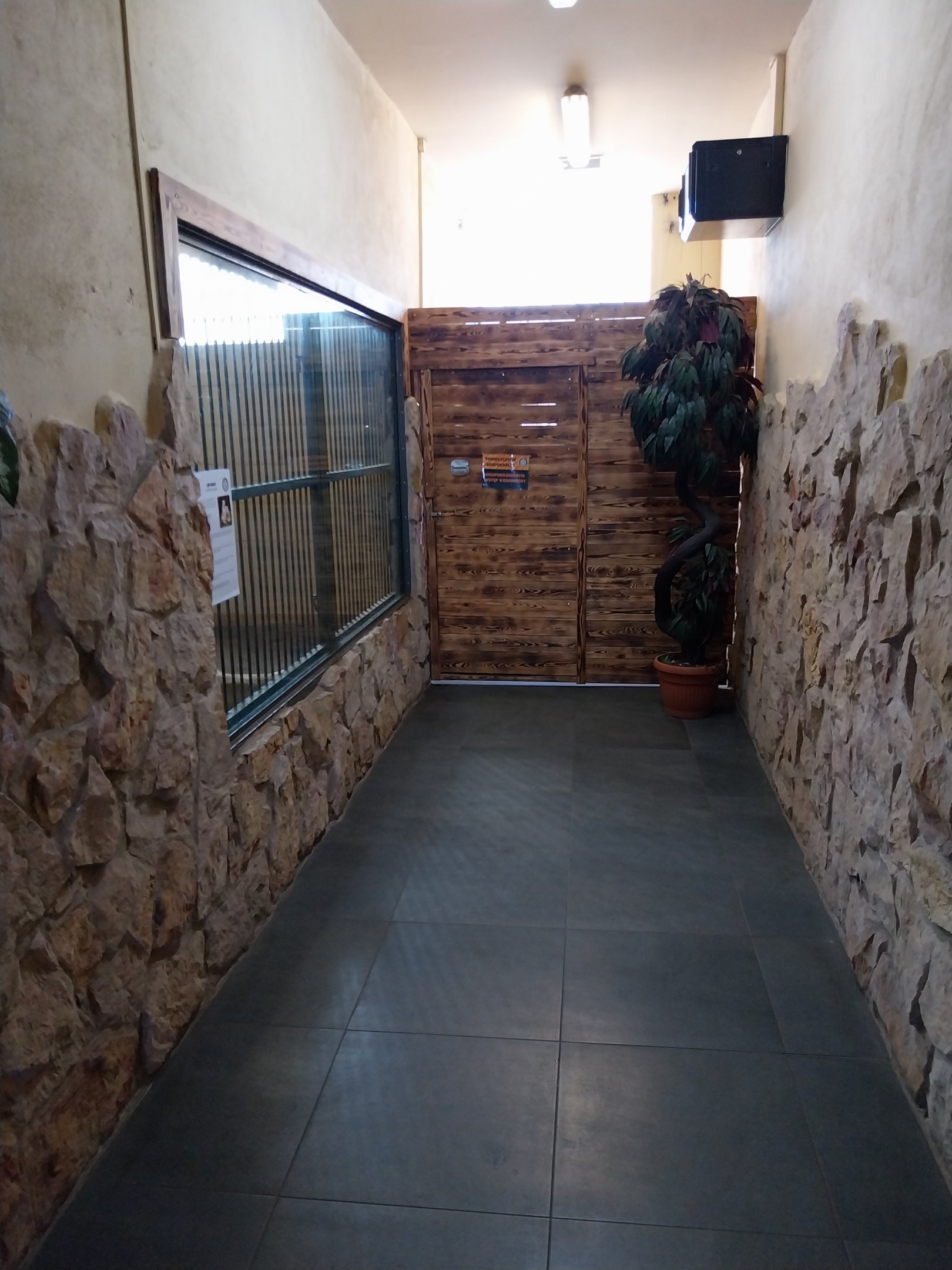 Egzotarium - Southeast African lion (Panthera leo krugeri)