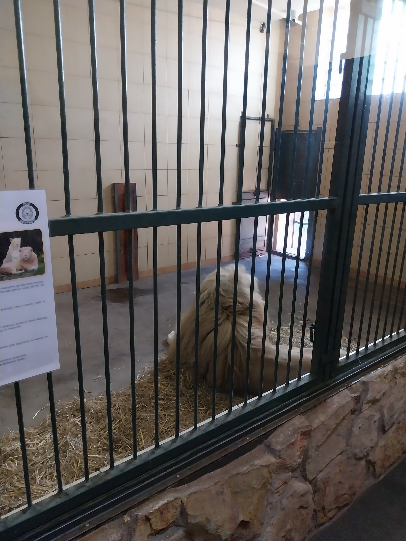 Egzotarium - Southeast African lion (Panthera leo krugeri)