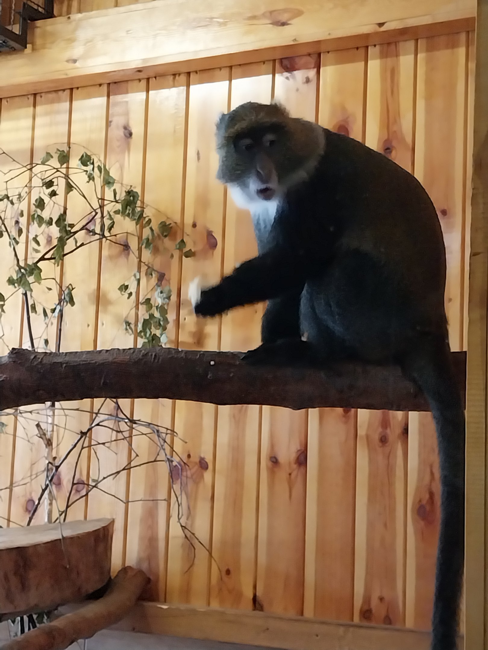Egzotarium - Sykes or White-throated guenon (Cercopithecus albogularis)