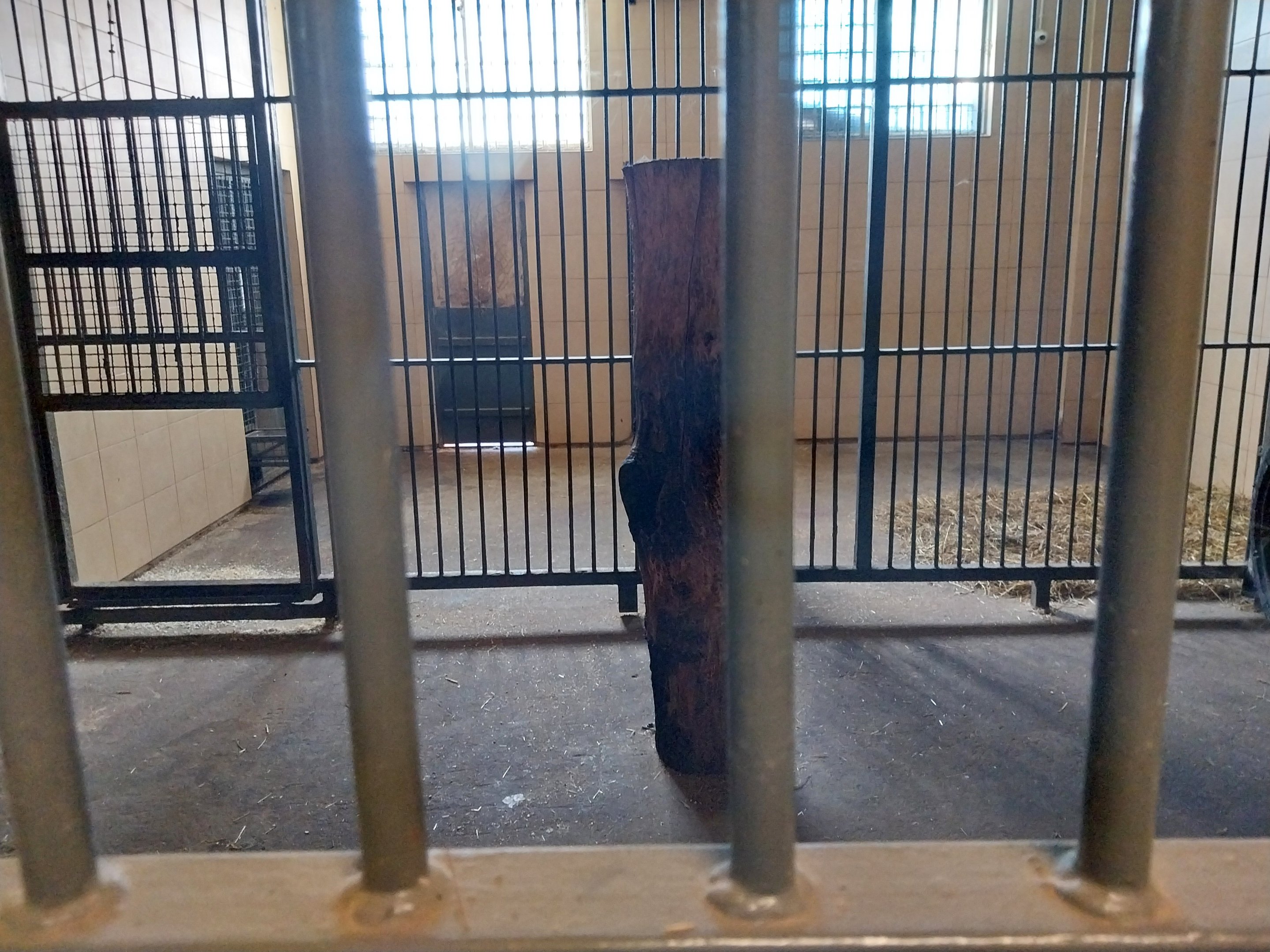 Egzotarium - Tiger holding