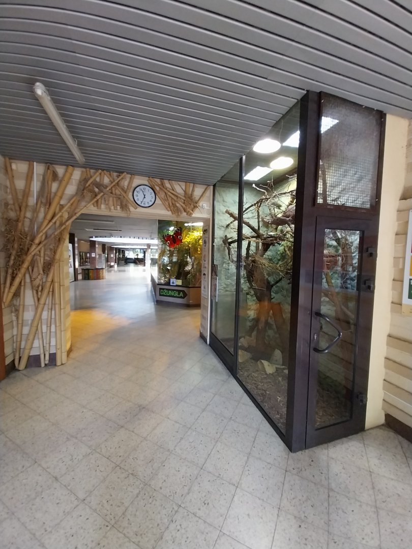 Egzotarium - Western Pymgy Marmoset (Cebuella pygmaea pygmaea)