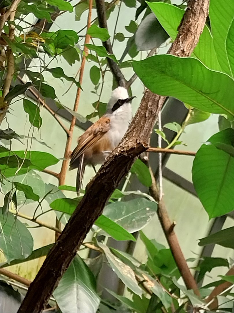 Egzotarium - White-crested Laughingthrush (Garrulax leucolophus)