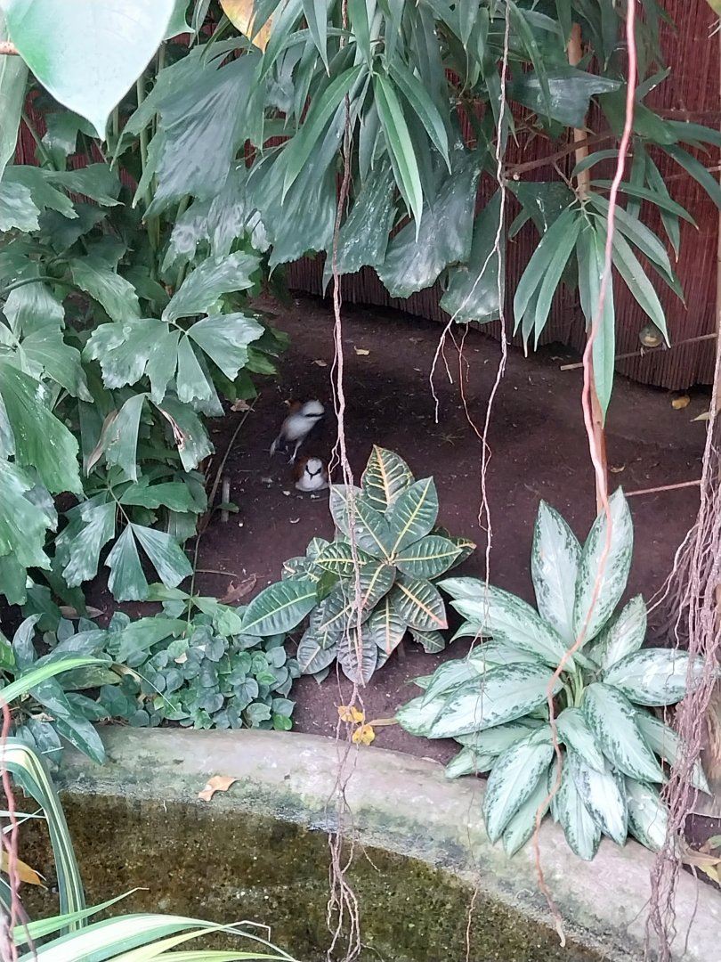 Egzotarium - White-crested Laughingthrush (Garrulax leucolophus)