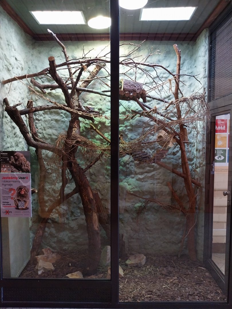 EgzotariumEgzotarium - Western Pymgy Marmoset (Cebuella pygmaea pygmaea)