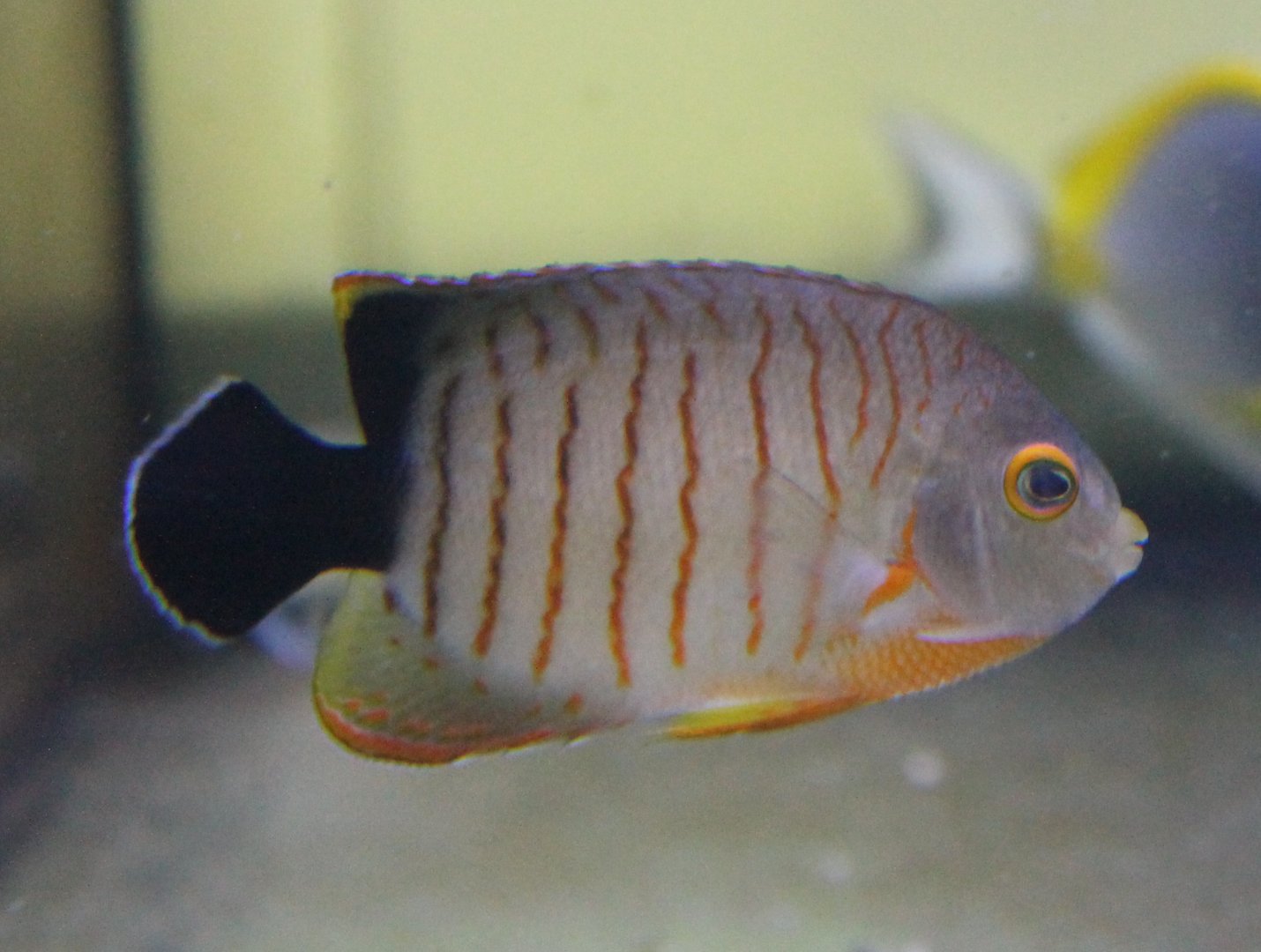 Eibl angelfish -aka Black-tailed angelfish