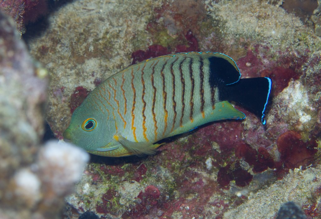 Eibl's Angelfish