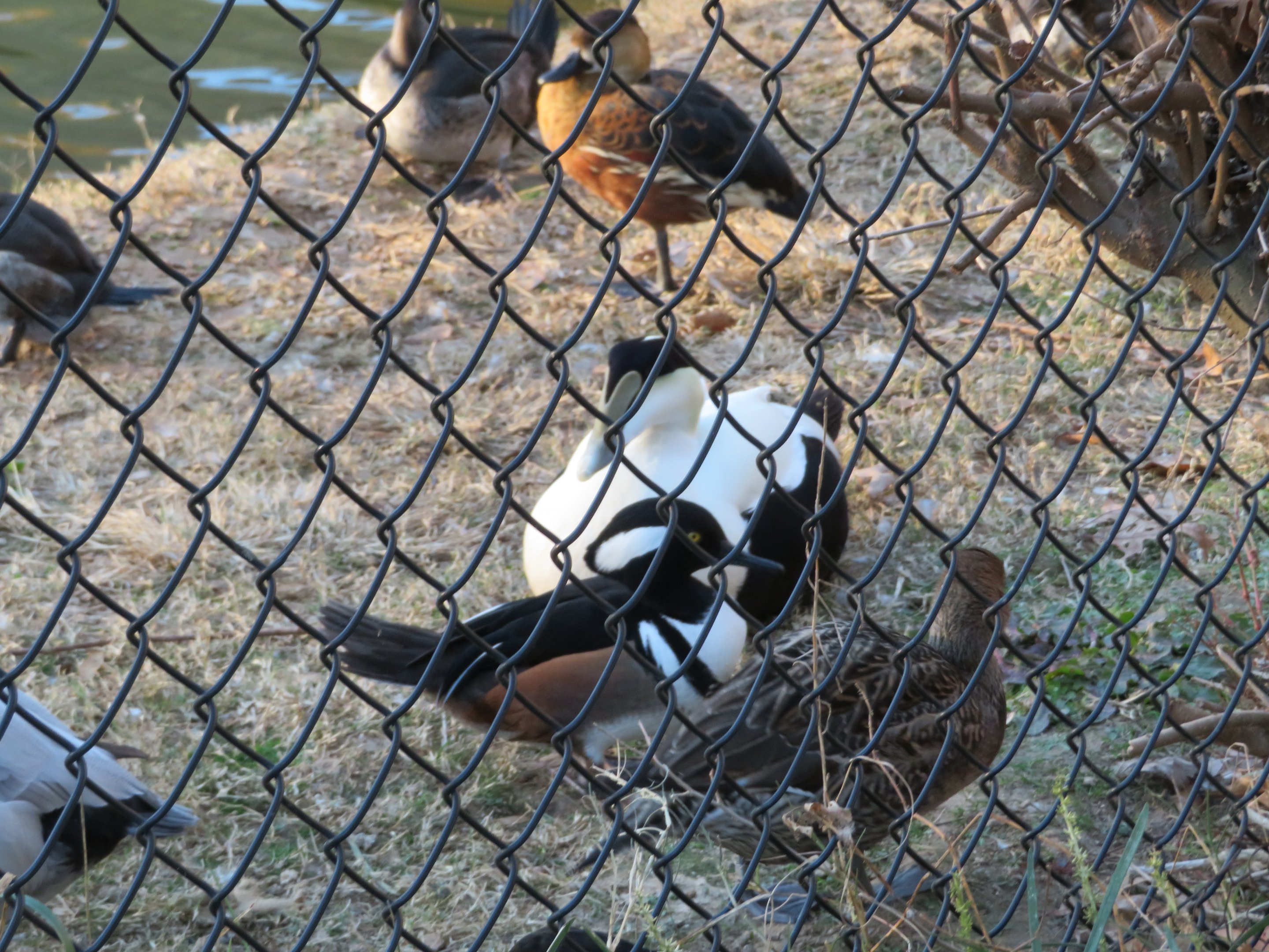 Eider and Other Waterfowl