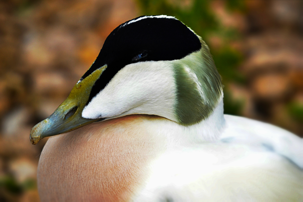 eider drake