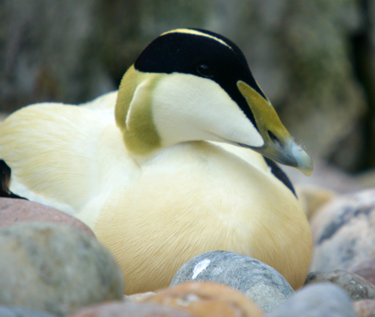 Eider Drake