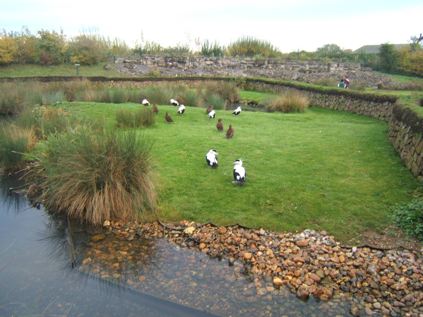 Eider Duck enclosure