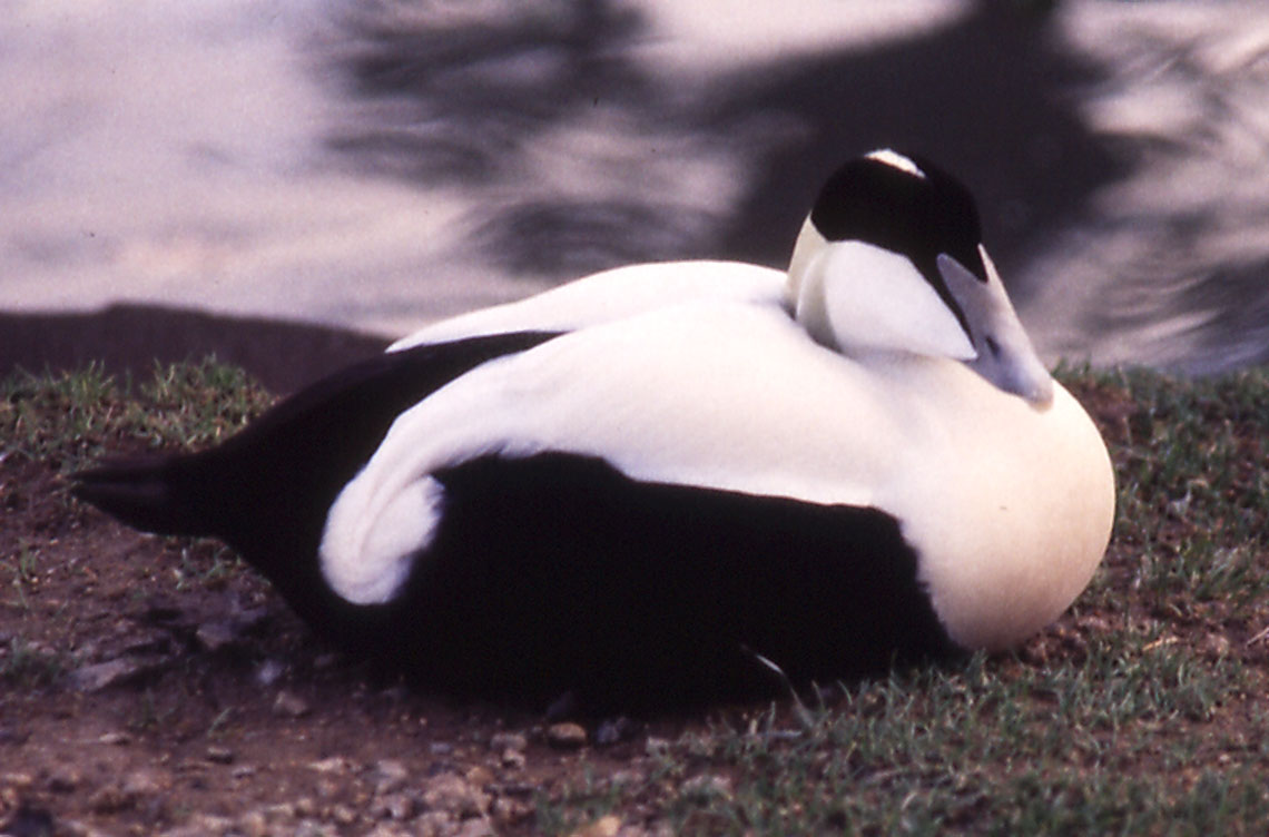 Eider Duck