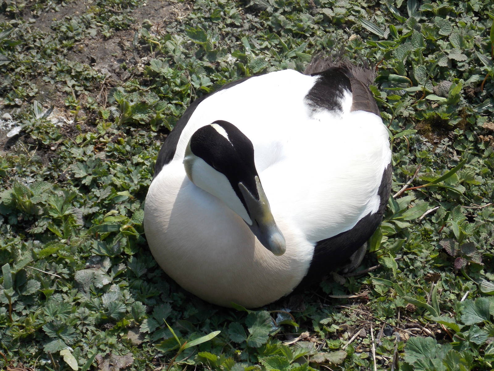 Eider duck