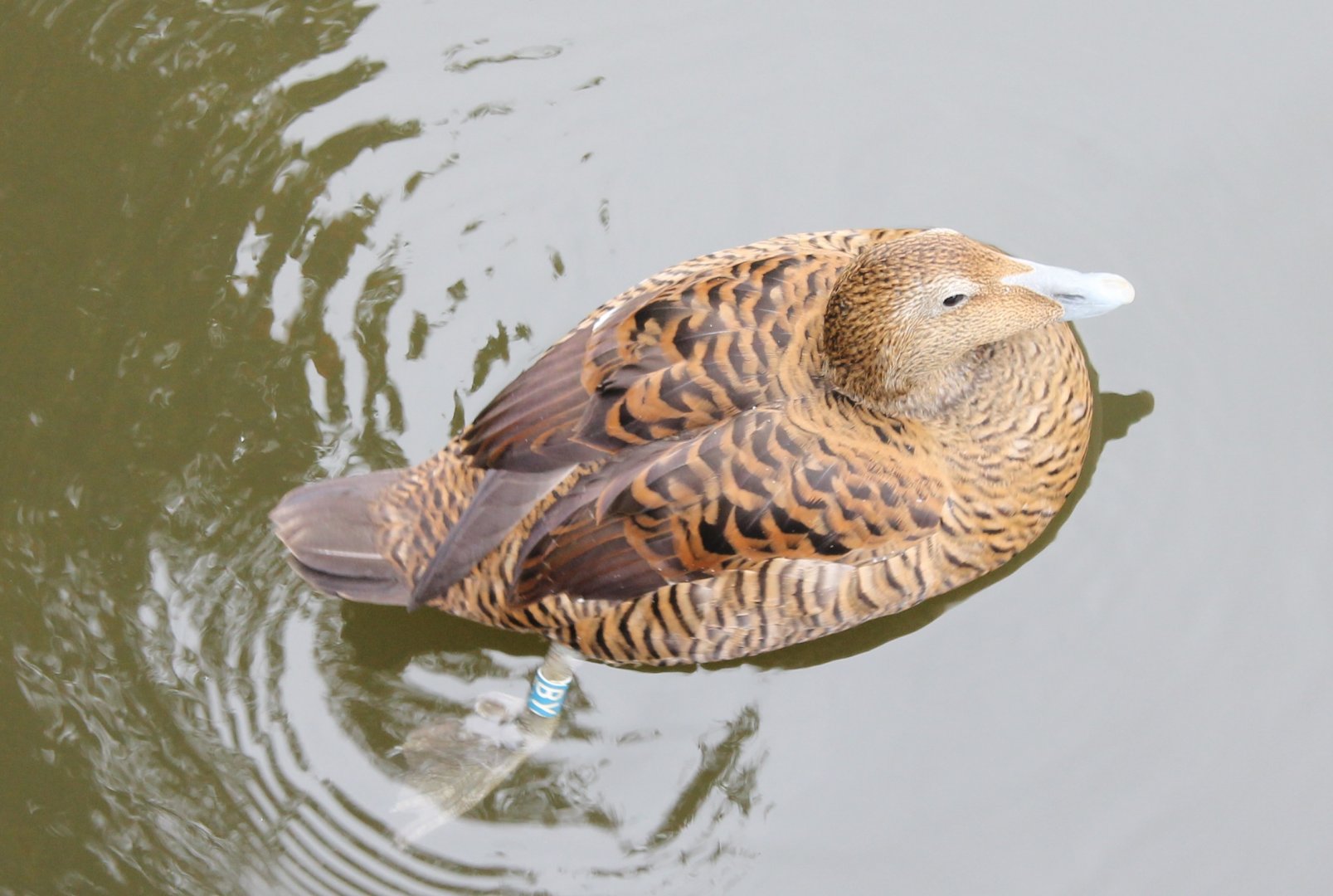 Eider duck