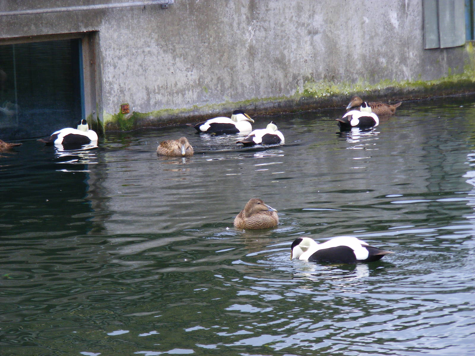 Eider ducks at Marwell Wildlife, 6 March 2010