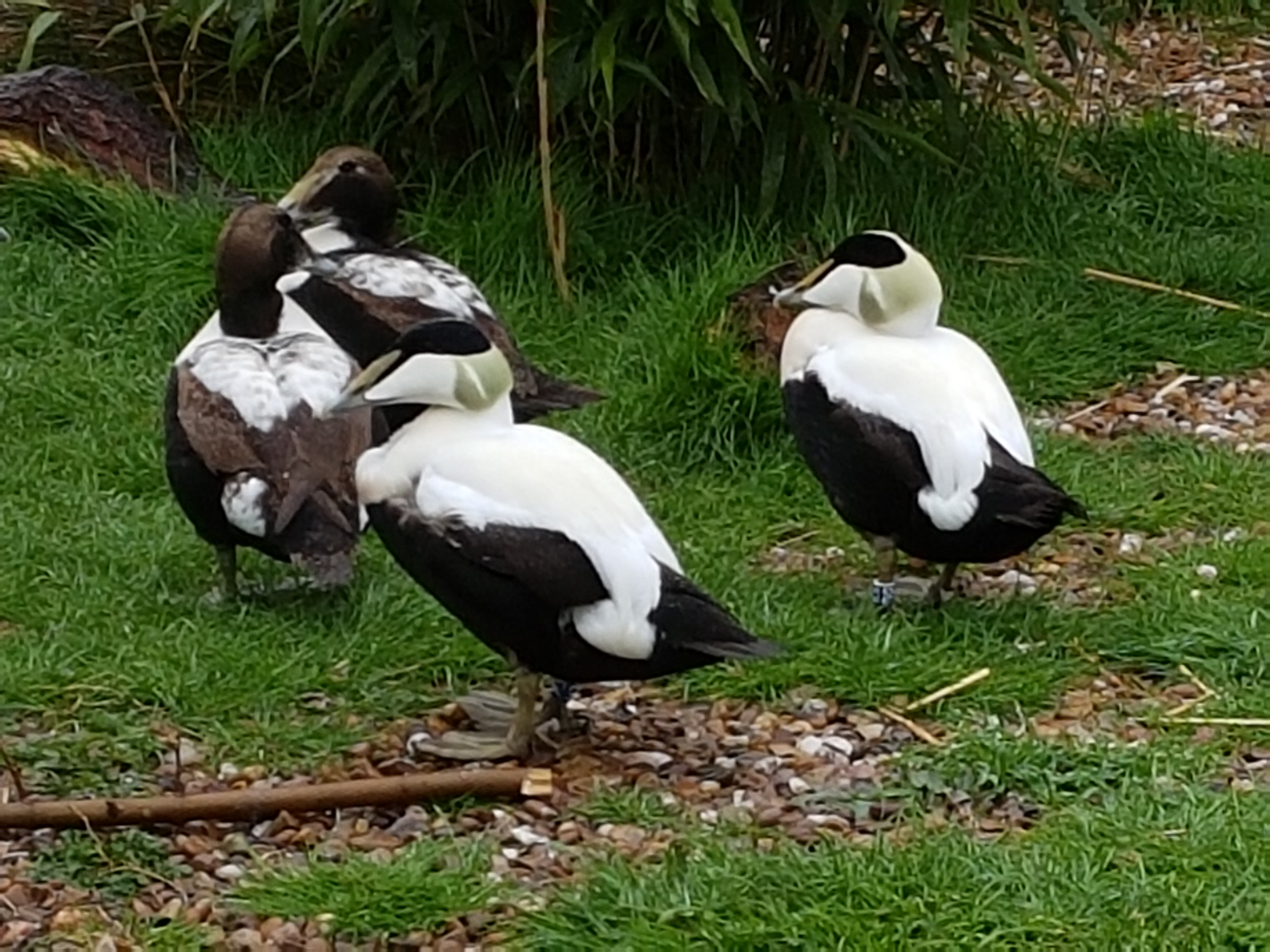 Eider ducks
