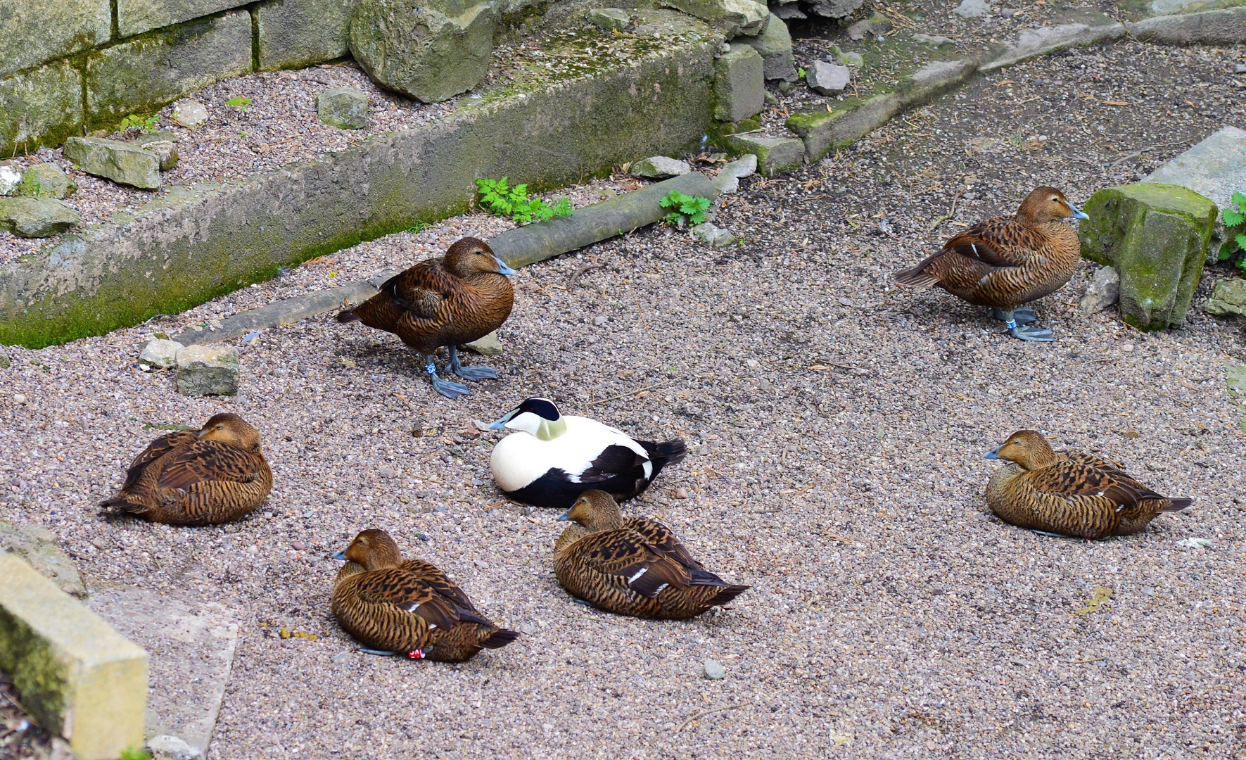 Eider ducks