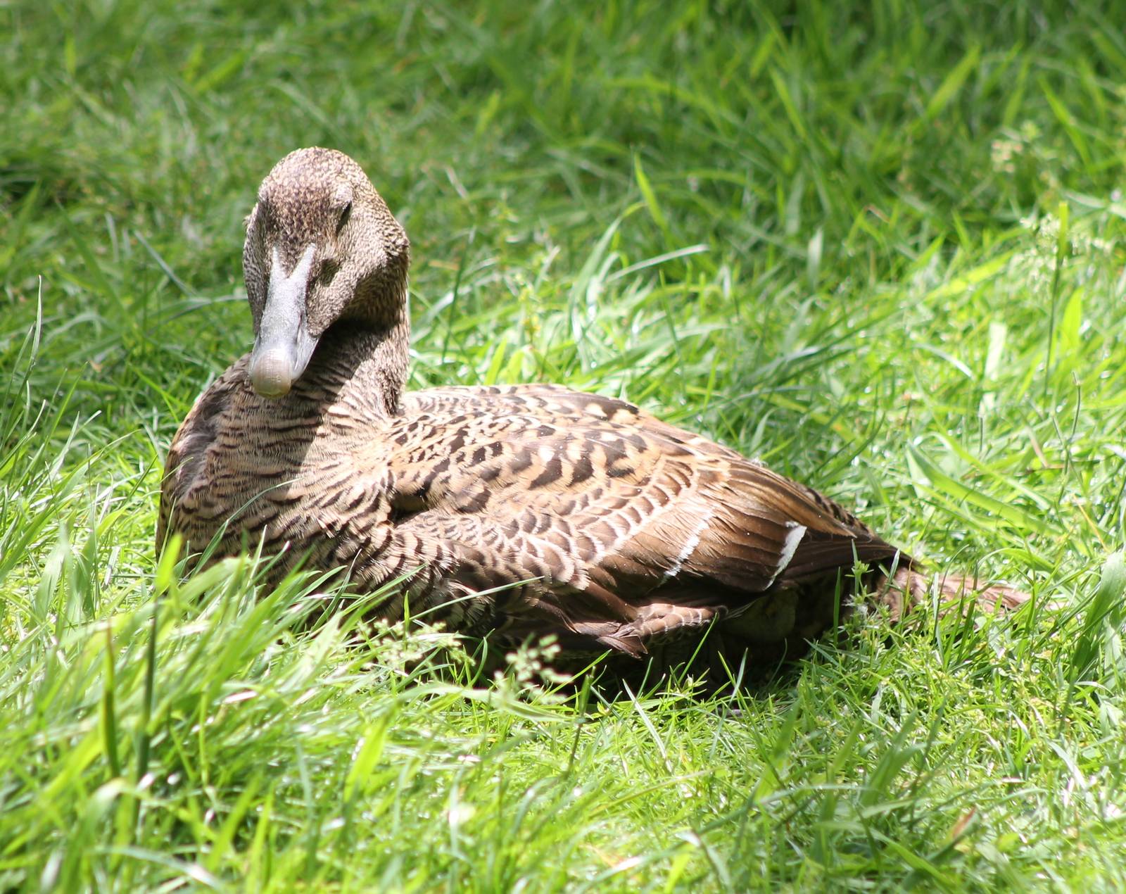 Eider female
