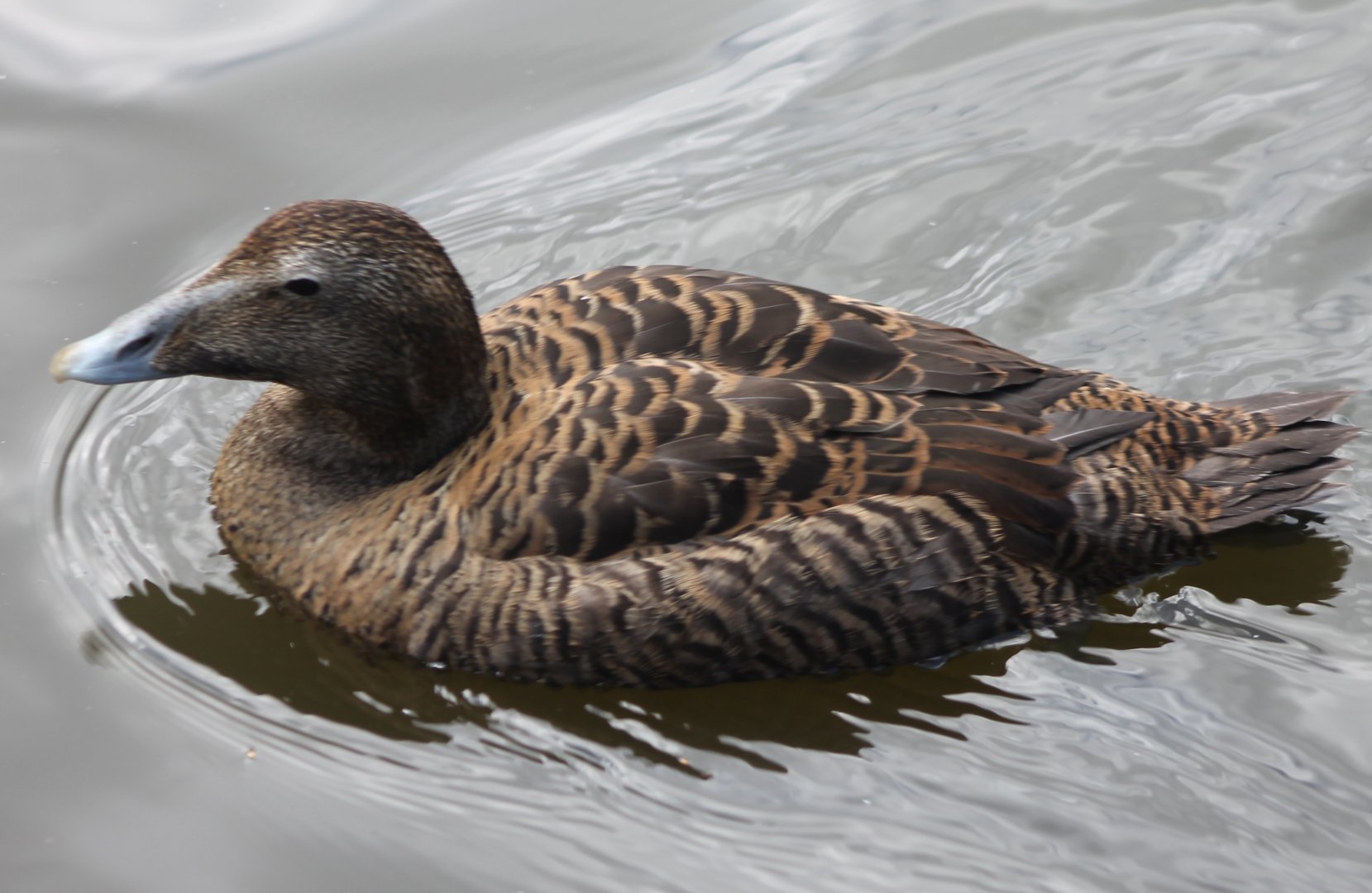 Eider - female
