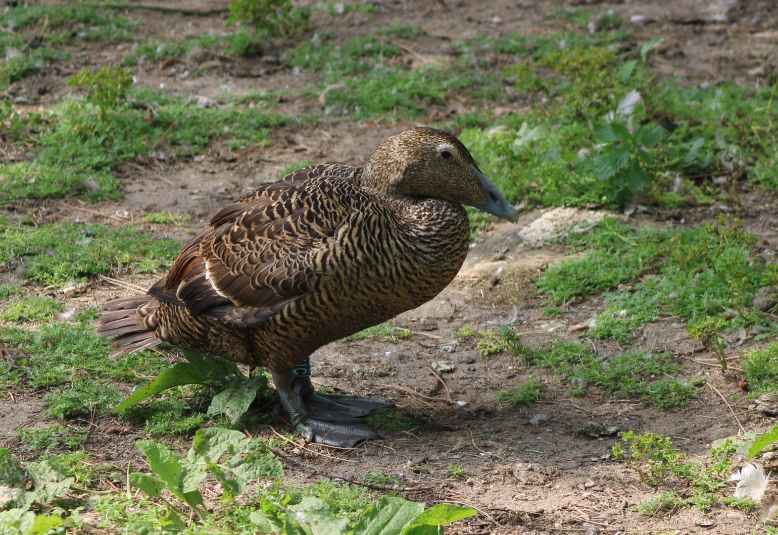 Eider - female