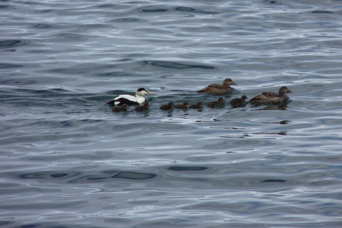 Eider, Isafjordur, June 2014